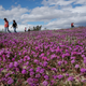 Image for article titled California’s colorful super blooms, in pictures